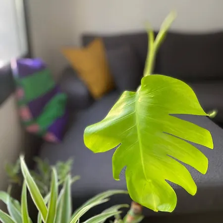 Stylish Retreat In Nicosias Heart Nicosia